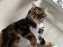 家有一宠猫咪项圈新年狗狗铃铛无声长命锁猫项圈红绳装饰宠物配饰兔子猫猫 实拍图