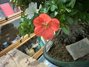 HB-101植物活力素营养液1000ml兰花多肉僵苗促生长生根液花卉绿植通用 实拍图