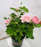 植物多菌灵杀菌剂花卉专用除菌花病康喷剂白粉病炭疽病杀虫剂 单瓶【500ml】带喷头 实拍图