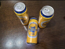 青岛啤酒（TsingTao）皮尔森拉格啤酒 500ml*12听大罐整箱装 实拍图