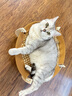 喵仙儿猫窝宠物床夏季透气猫吊床可拆卸猫狗行军床四季通用猫咪用品 实拍图