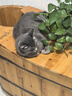 网易严选全价猫粮宠物主粮幼猫成猫全价猫粮 深海鱼虾口味1.8kg 实拍图