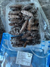 鲜拔头筹海参 即食海参海鲜正宗大连辽参刺参500g一斤开袋即食 即食辽参 一斤13-15头 实拍图