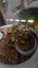 开时果 金枝玉叶盆栽多肉植物盆景 办公室内桌面花卉小绿植源头直发包邮 【丛生款】哥窑浅蓝盆+苔藓+底托 实拍图