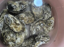 乳山牡蛎【源头直发】鲜活乳山生蚝2XL 净重3斤装 9-12只 海鲜烧烤食材 实拍图