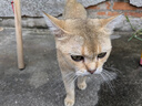 麦富迪猫粮 barf霸弗天然猫粮冻干生骨肉成猫粮养胃益肠牛肉1.8kg 实拍图