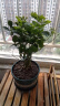重瓣茉莉花盆栽浓香型南方四季开花带盆驱蚊绿植花卉室内阳台庭院 茉莉5~6棵【不含盆】 实拍图