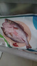 仙泉湖三去白蕉海鲈鱼1斤/条净膛冷冻刺少肉厚珠海特产500g生鲜食材 实拍图