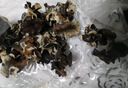 山东白背黑木耳干货特产精选头茬木耳山珍干货火锅凉拌食材批发 精品木耳【净重250g】 精选【头茬】毛木耳 实拍图