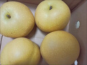 山东莱阳丰水梨 头茬脆甜梨子当季新鲜水果整箱 【99%选择】净重4.5斤单果350g+ 实拍图