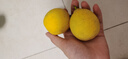 小博生鲜四川安岳黄柠檬 新鲜水果 柠檬水柠檬果鲜柠檬 酸爽多汁泡水生鲜 8个 60-80g 实拍图