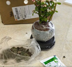 开时果 金枝玉叶盆栽多肉植物盆景 办公室内桌面花卉小绿植源头直发包邮 【丛生款】哥窑浅蓝盆+苔藓+底托 实拍图