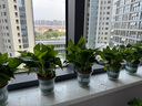 双盟绿萝盆栽除甲醛花卉绿植办公室新房净化空气 120款10盆源头直发 实拍图
