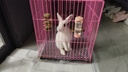 洁西 磨牙草棒 装兔子磨牙棒仓鼠龙猫荷兰鼠混合牧草磨牙零食20支*2罐 实拍图