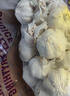 山东金乡蒜大蒜出口标准精选大蒜头蔬菜调料单果5cm 网兜装袋5头 150g 5-5.5cm特大 实拍图