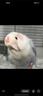 宠易生鹦鹉滋养丸中药鹦鹉饲料虎皮玄凤牡丹营养鸟粮食靓羽护肠150g 实拍图