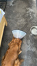 憨憨乐园伊丽莎白圈耻辱圈狗狗猫项圈猫咪头套宠物脖套大型犬防咬圈用品1 实拍图