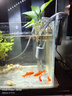森森（SUNSUN）鱼缸过滤器壁挂式外置过滤泵水族箱过滤器HBL HBL-302 3W 实拍图