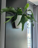 欧林泽 绿萝植物壁挂花盆 自动吸水墙壁挂式 免浇水 仿陶瓷家居创意挂件 阳台厨房挂式个性懒人盆 大号/直径19X高16厘米 实拍图