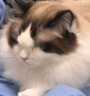 顽皮（Wanpy）三文鱼猫罐头80g*24罐（汤汁型）出口级 猫咪零食happy100果饭儿 实拍图