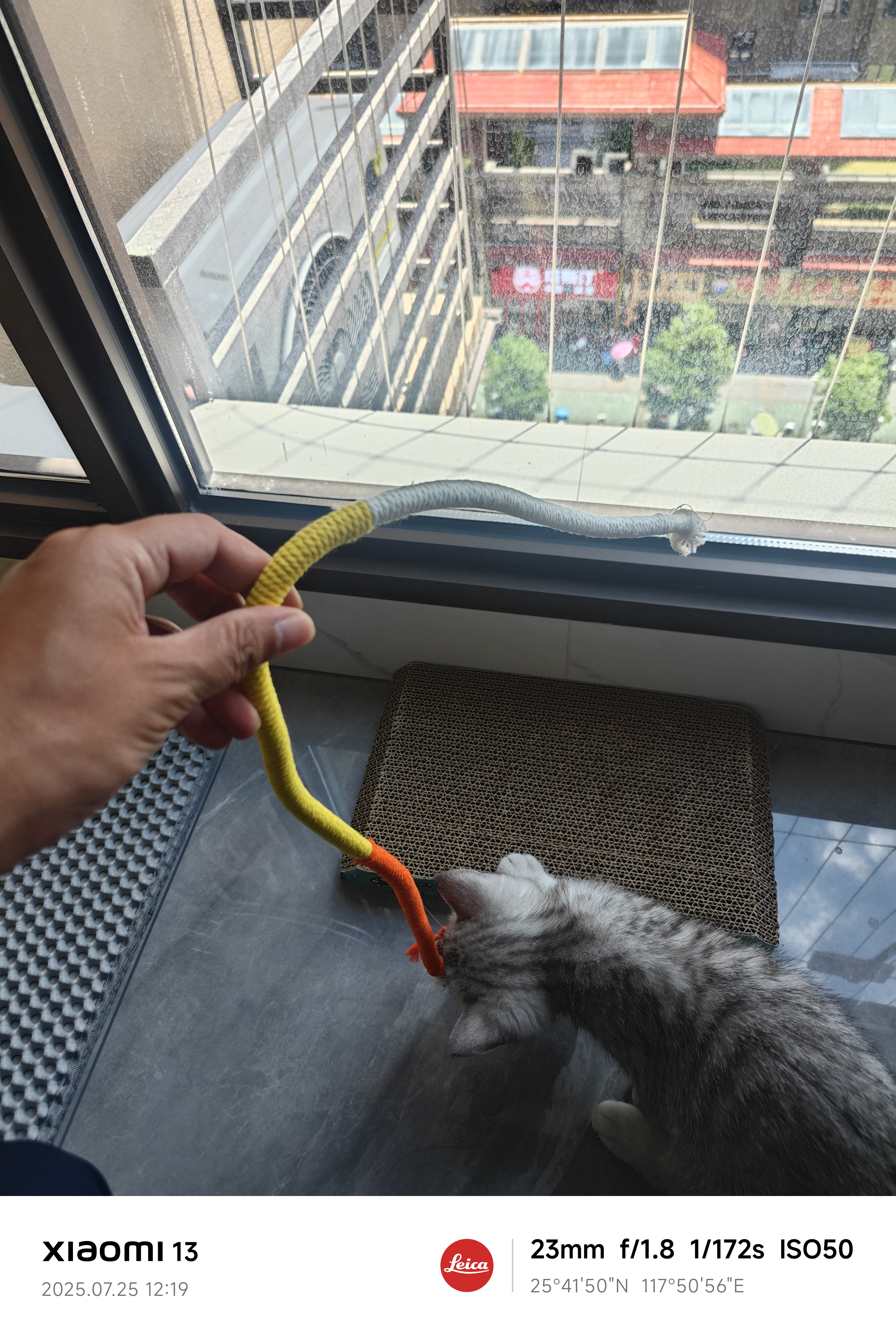 欢宠网猫咪磨牙棒猫玩具逗猫棒猫薄荷自嗨解闷耐咬神器猫猫小猫幼猫宠物 实拍图