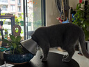 普安特宠物猫咪驱虫药体外驱虫滴剂幼猫跳蚤寄生虫非泼罗尼爱滴克 实拍图