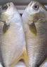 亚又婧金鲳鱼3斤3条新鲜冷冻平鱼大鲳鱼金昌鱼海鱼海鲜水产海鲜冷冻顺丰 500-600g/条 2条 实拍图