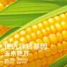 京觅玉米胚芽油5L 非转基因一级压榨 充氮保鲜 实拍图