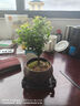 开时果 小叶赤楠盆景摆件 办公室桌面绿植花卉好养盆栽植物源头直发包邮 【热销款】哥窑浸墨盆+苔藓+底座 实拍图