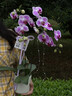 绿韵花田【两小时达】蝴蝶兰盆栽带花苞花剑花盆真花兰花开业乔迁生日礼物 10株紫色（瓷盆随机） 实拍图