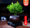 开时果 小叶赤楠盆景摆件 办公室桌面绿植花卉好养盆栽植物源头直发包邮 【热销款】舍得紫砂盆+黑石+底座 实拍图