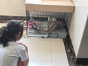 宠乐乖（CHONGLEGUAI）狗笼猫笼狗笼子中小型犬带厕所幼犬折叠便携猫笼子猫咪兔笼700ZG 实拍图