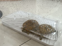 飞主流乌龟缸生态缸养龟专用养殖箱带盖晒台爬台造景巴西龟草龟鱼缸大号 实拍图
