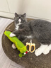 HELLOJOY猫咪指甲剪专用小盲剪狗狗指甲钳小猫指甲钳圆孔新手防抓防咬 实拍图