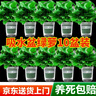 双盟绿萝盆栽除甲醛花卉绿植办公室新房净化空气 120款10盆源头直发 实拍图