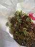 百潮盛多肉植物 小盆栽批发 豪华套装多肉组合桃蛋玉露绿植花卉园艺 20颗植物随机不重复【随机品种】 选项文字有标注 实拍图