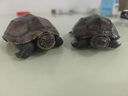 龟龟爬天下外塘中华草龟黑腹金线情侣宠物活体墨龟苗水陆两栖观赏乌龟活物 11-13厘米5年好养 情侣龟2只+100克粮 实拍图