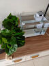绿萝盆栽室内客厅绿植花卉 家用净化空气绿箩植物吸除甲醛吊兰 高20CM【原盆+托盘】1盆+肥 实拍图