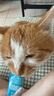 网易严选猫湿粮宠物零食浓汤大口肉罐头 鸡肉+三文鱼85g*6罐 实拍图