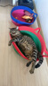 猫罐头主食罐 barf霸弗全价主食罐成幼通用100g*24混合装呵护泌尿 实拍图