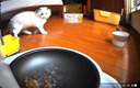 小佩宠物AI智能自动喂食器可视版 定时定量 猫狗宠物喂食 视频监控 实拍图