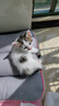 KONOKO宠物沐浴露猫咪狗狗清洁杀菌除螨除臭去味比熊泰迪专用浴液洗澡液 实拍图