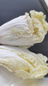 【超市品质】新鲜精品娃娃菜现砍现发小包装新鲜蔬菜生鲜产地直发 新鲜娃娃菜1*(3棵)*1包 实拍图