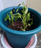 爱丽思花盆塑料深型树脂花盆特大号多肉花盆种花种菜盆爱丽丝 12号深绿 实拍图