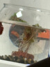 高清鱼缸 生态缸桌面溪流缸迷你金鱼缸小型水族箱养鱼龟缸PET 中号鱼缸【超清8K高透/摔不碎/久用不糊】 实拍图
