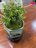 临雅小叶赤楠盆景金丝楠木老桩绿植物室内桌面盆栽好养山水盆源头直发 实拍图