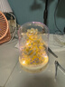 贝乐迪香槟玫瑰永生花积木盆栽DIY拼装玩具520情人节送男女孩生日礼物 茉莉奶白+氛围灯+防尘罩 实拍图