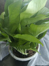 绿萝盆栽室内客厅绿植花卉 家用净化空气绿箩植物吸除甲醛吊兰 高26CM【原盆+托盘】1盆+肥 实拍图