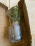 御春阁整盆30棵 室内花卉吊兰盆栽花卉  蟹爪兰苗 蟹爪莲 多肉 观花绿植 带花苞红色一盆20棵左右含简易盆 实拍图
