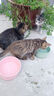网易严选 宠爱相伴全价猫粮 居家宠物主粮幼猫成猫全价粮猫咪食品 1.8kg 实拍图